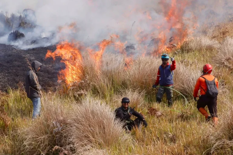 Kebakaran Melanda Kawasan Gunung Bromo, Petugas Terus Berupaya Padamkan Api